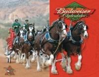 Budweiser clydesdale horses
