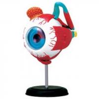 Eyeball model