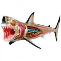 Shark  4d model