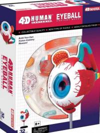 4d human eyeball model
